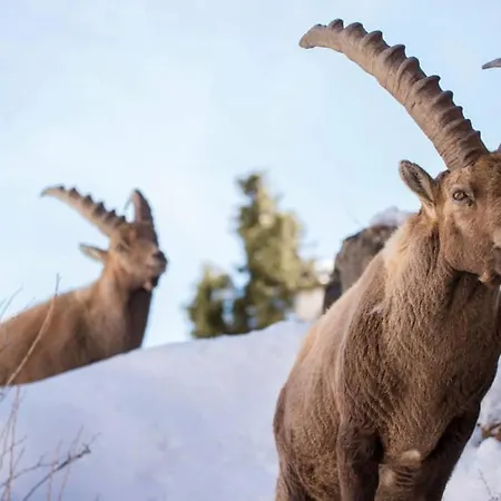 Magic A Bardonecchia