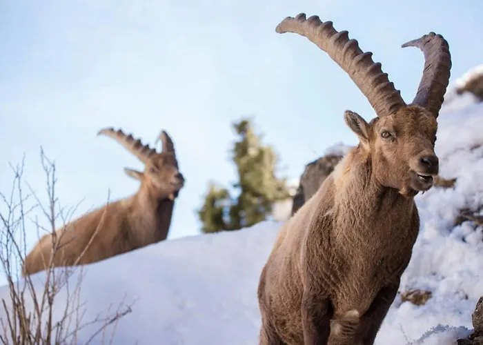 Magic A Bardonecchia